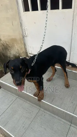 3-6 months Female Mixed Breed Rottweiler