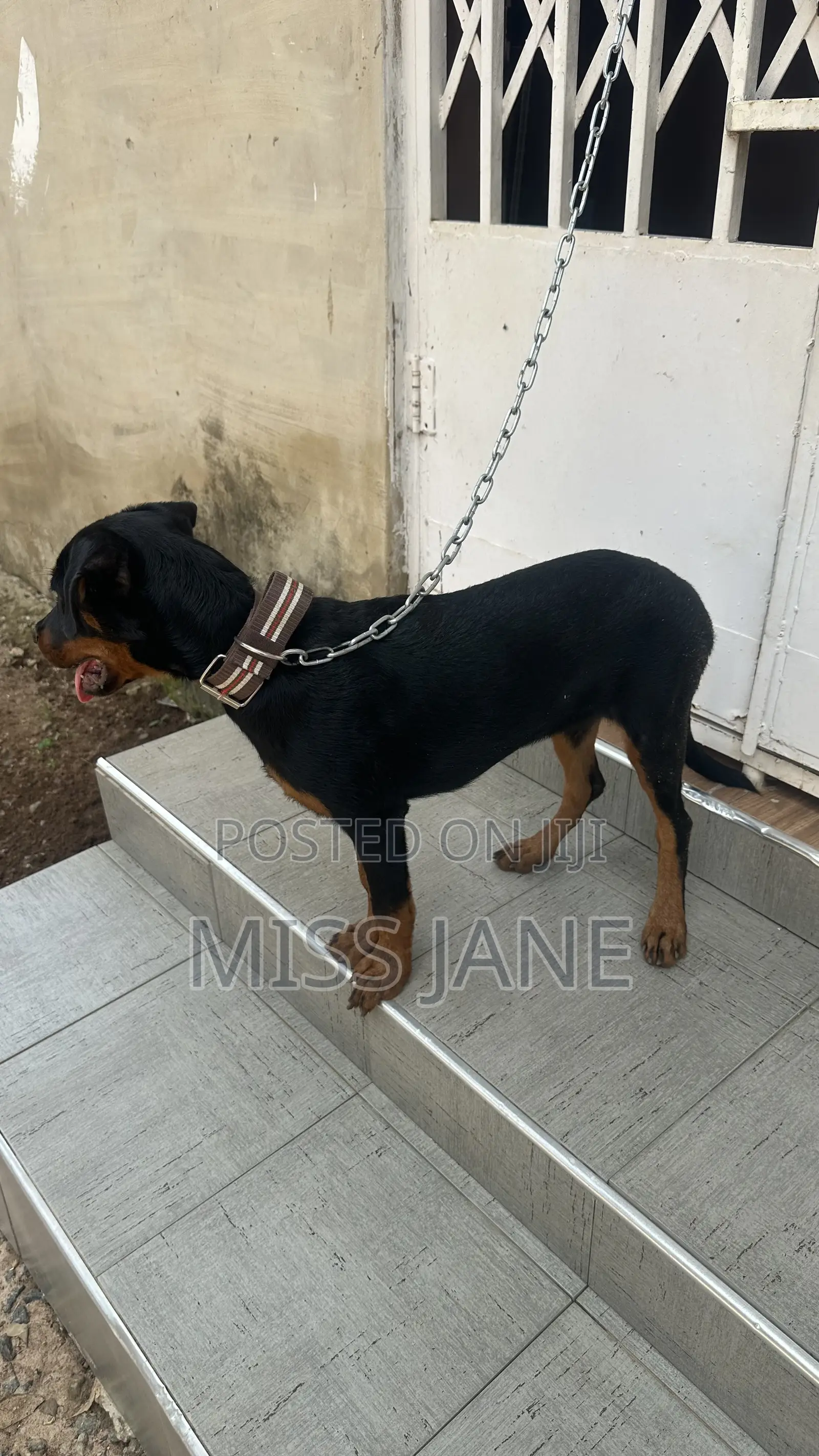 3-6 months Female Mixed Breed Rottweiler