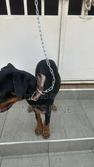3-6 months Female Mixed Breed Rottweiler