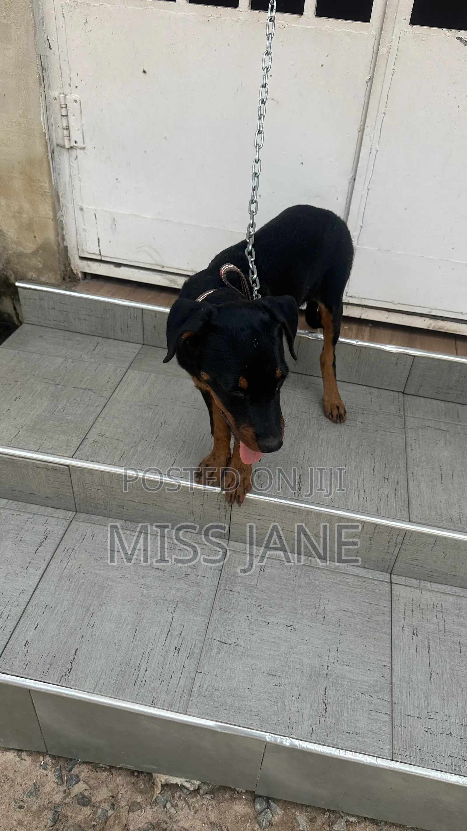 3-6 months Female Mixed Breed Rottweiler