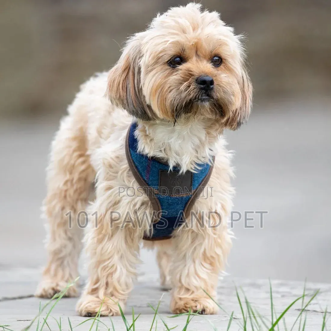 Digby Designer Pet Harness