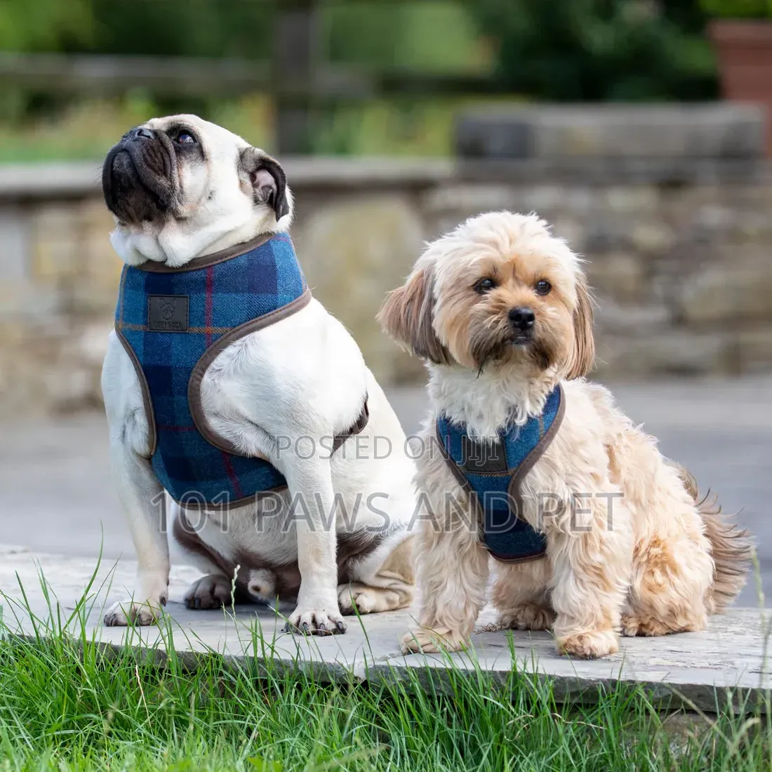 Digby Designer Pet Harness