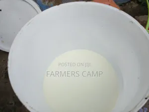 15 Litres Fresh Raw Cow Milk for Sale