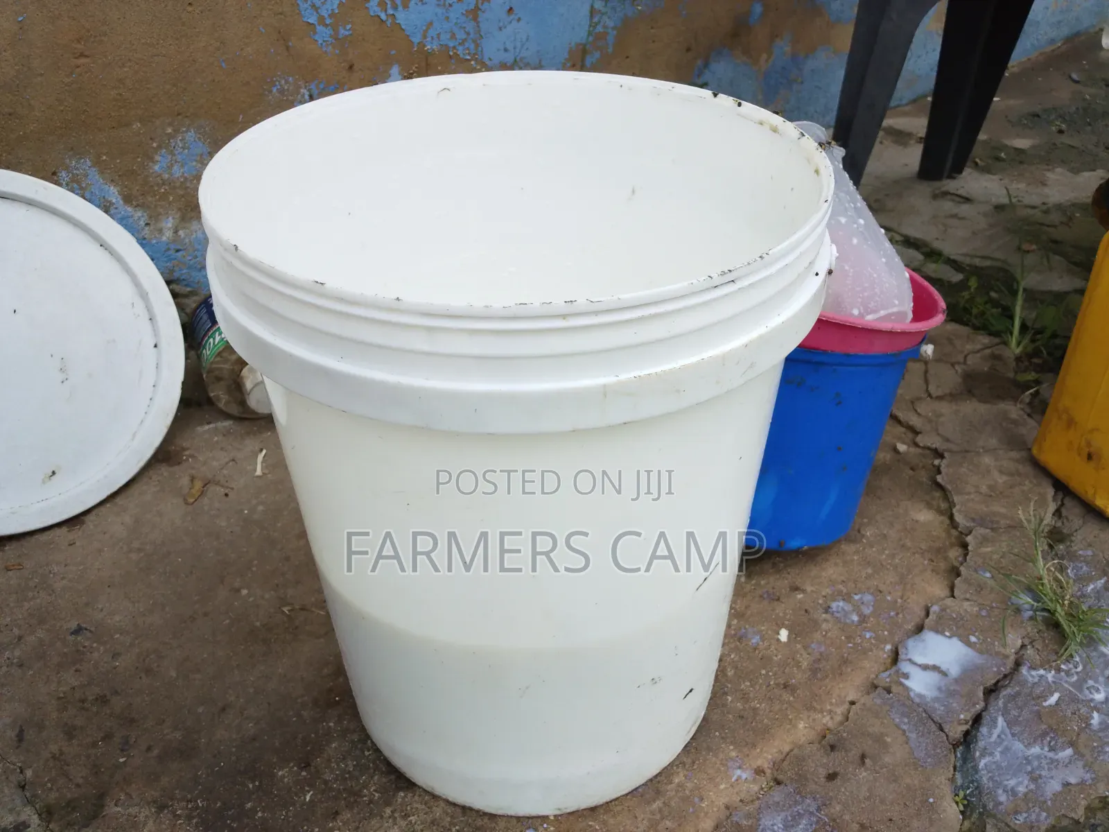 15 Litres Fresh Raw Cow Milk for Sale