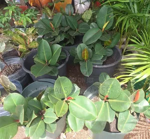 Rubber Plants for Sale