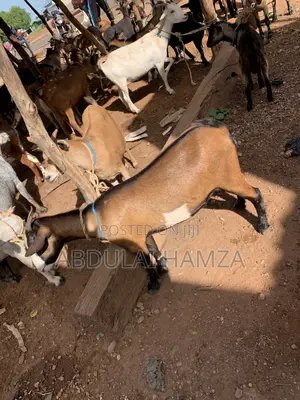 Goat Is Selling
