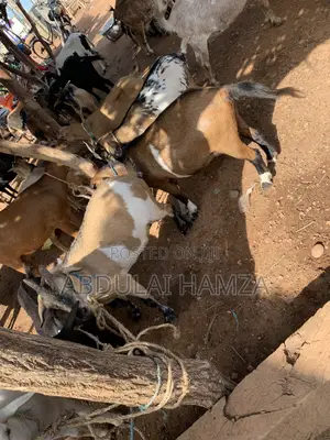 Goat Is Selling