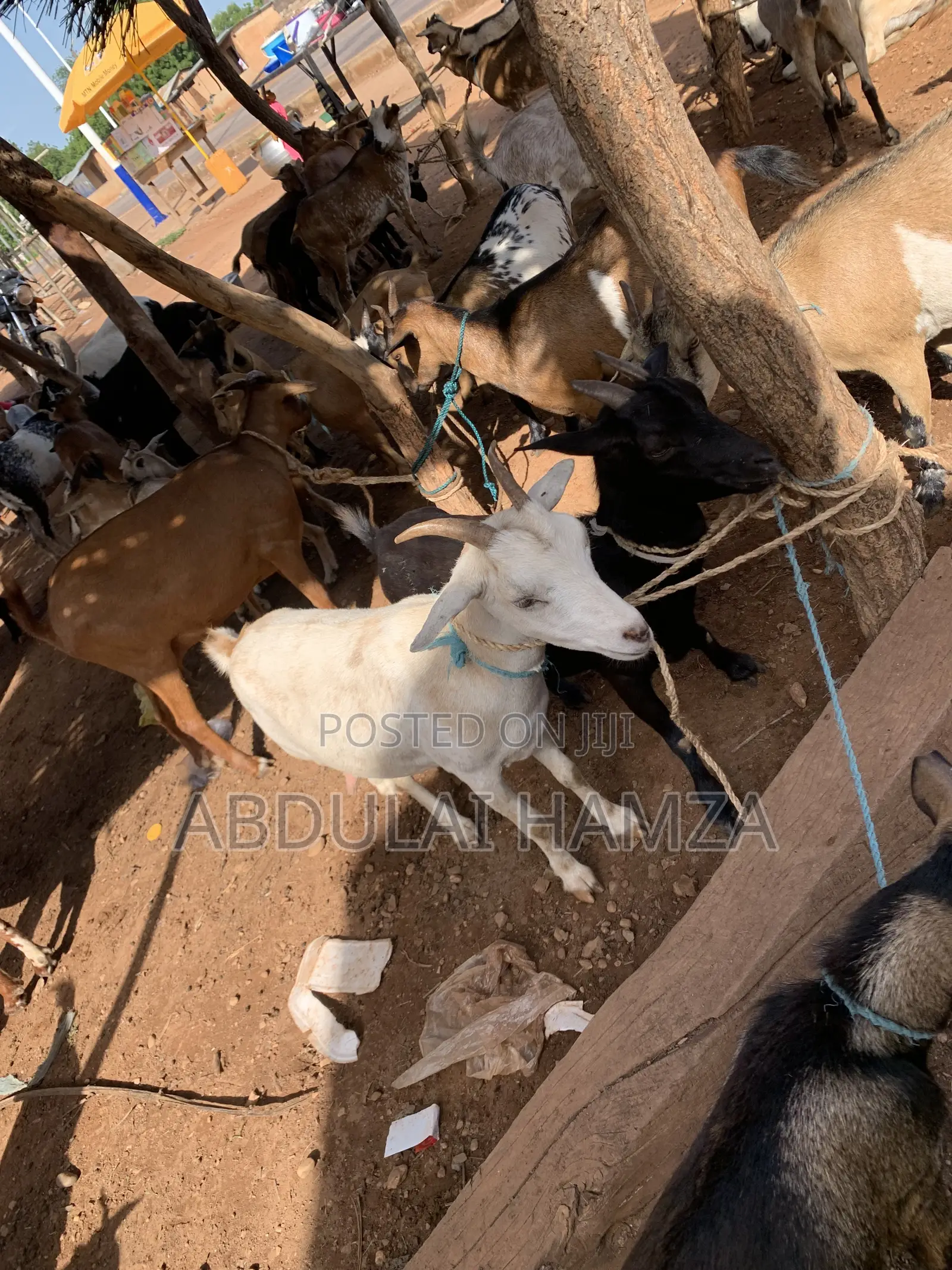 Goat Is Selling