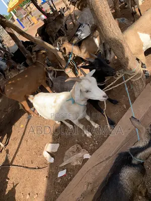 Goat Is Selling