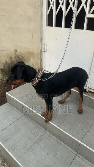 3-6 months Female Mixed Breed Rottweiler