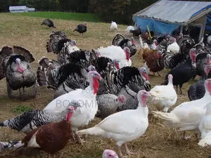Young Turkeys Available at All Times