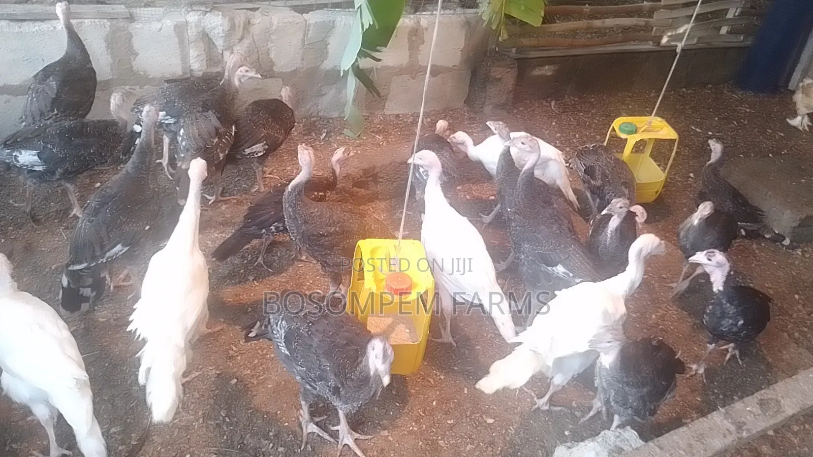 Young Turkeys Available at All Times