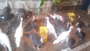 Young Turkeys Available at All Times