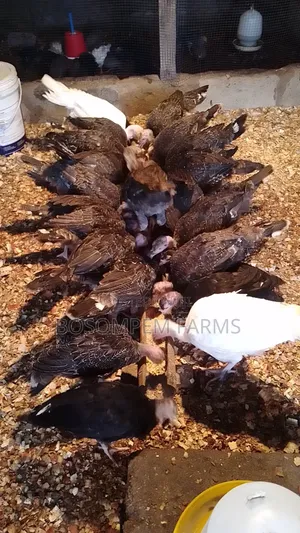 Young Turkeys Available at All Times