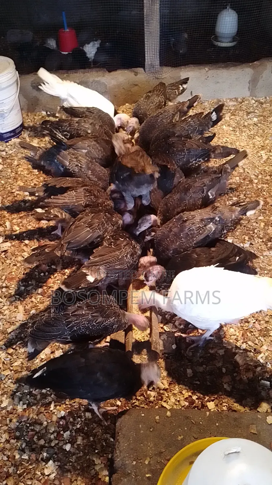 Young Turkeys Available at All Times