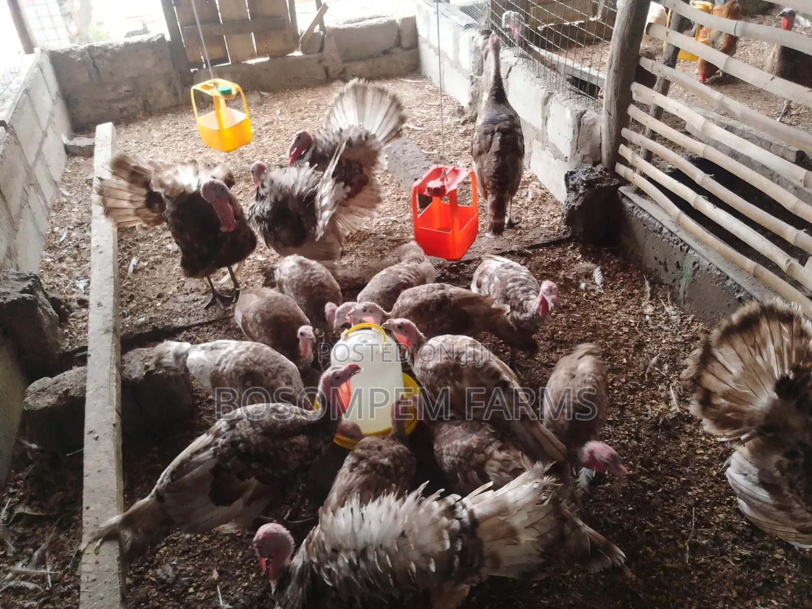 Young Turkeys Available at All Times