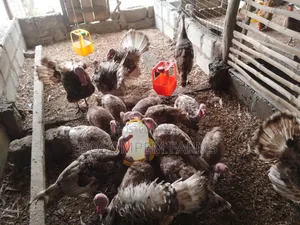 Young Turkeys Available at All Times