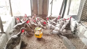 Young Turkeys Available at All Times