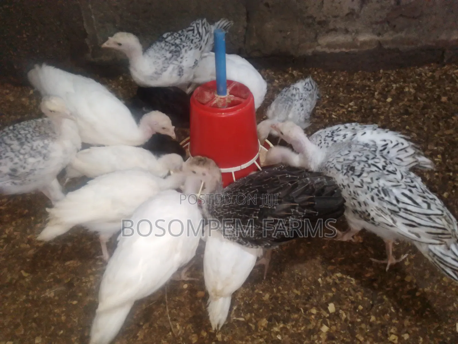 Young Turkeys Available at All Times