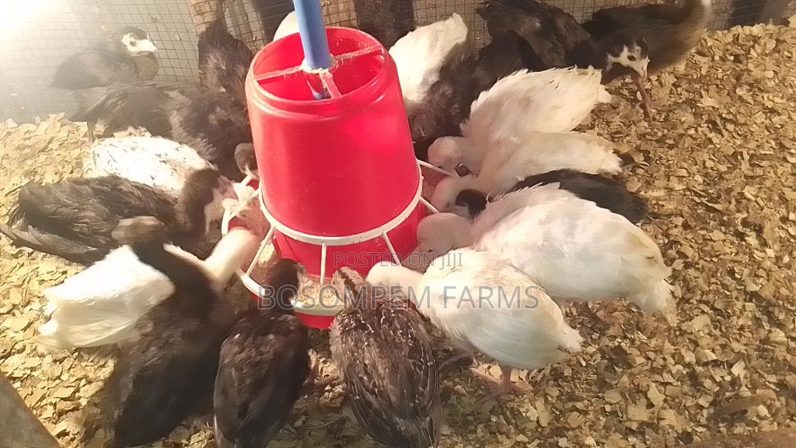 Young Turkeys Available at All Times
