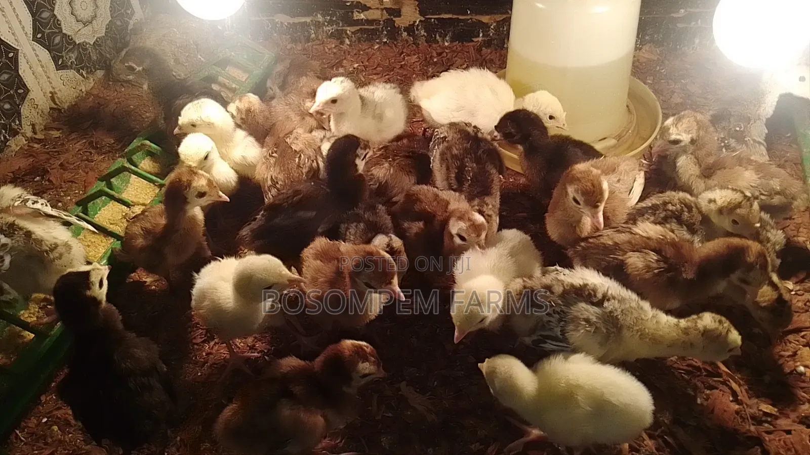 Young Turkeys Available at All Times
