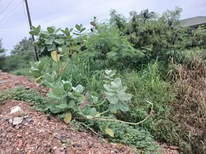 Land for Sale Road Side