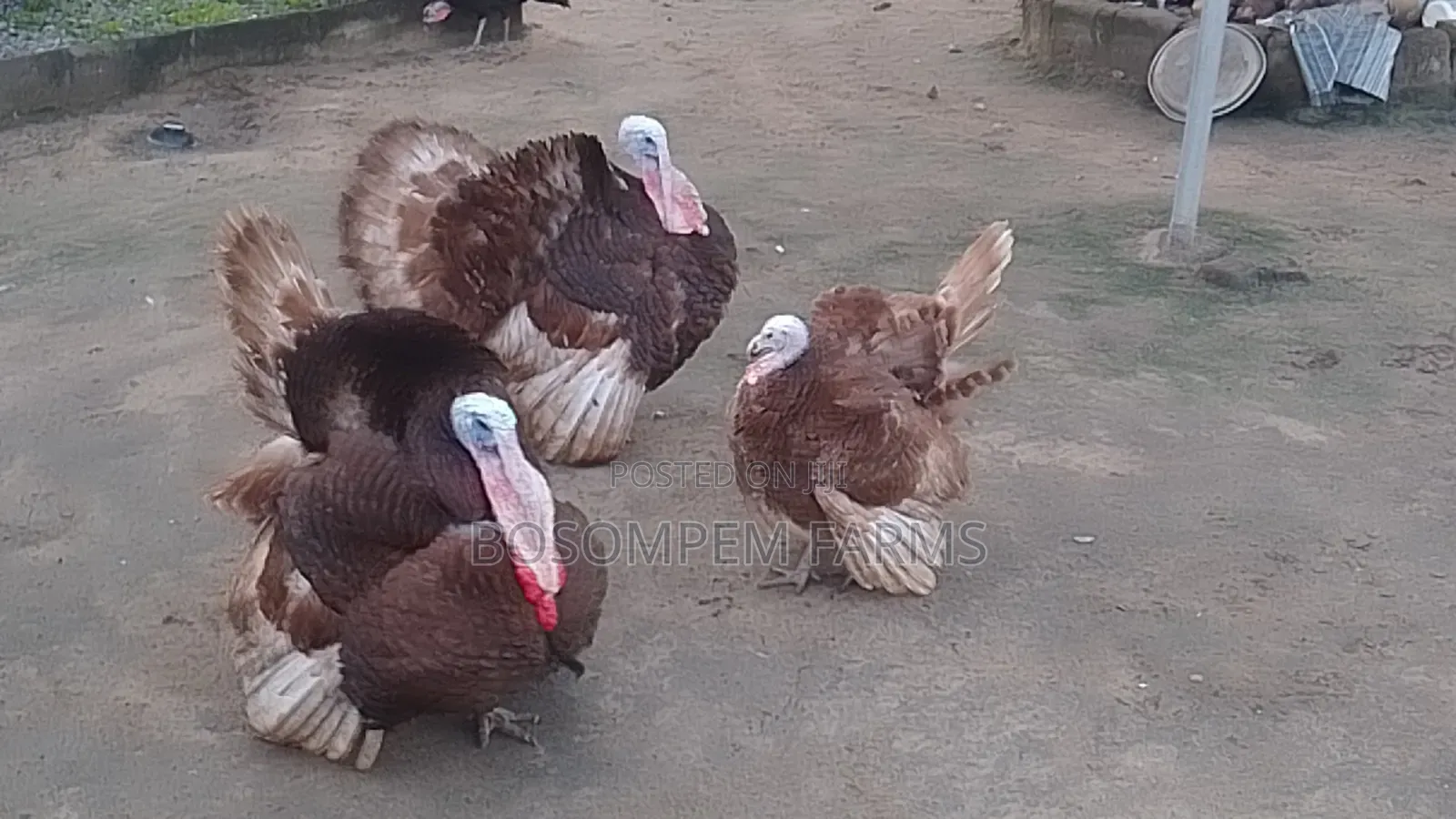 Most Profitable Turkeys Available on Sale