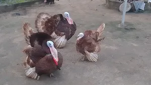 Most Profitable Turkeys Available on Sale