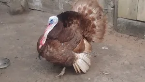 Most Profitable Turkeys Available on Sale