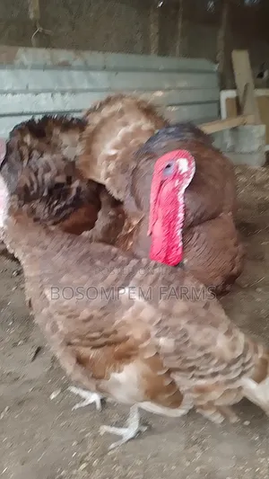 Most Profitable Turkeys Available on Sale