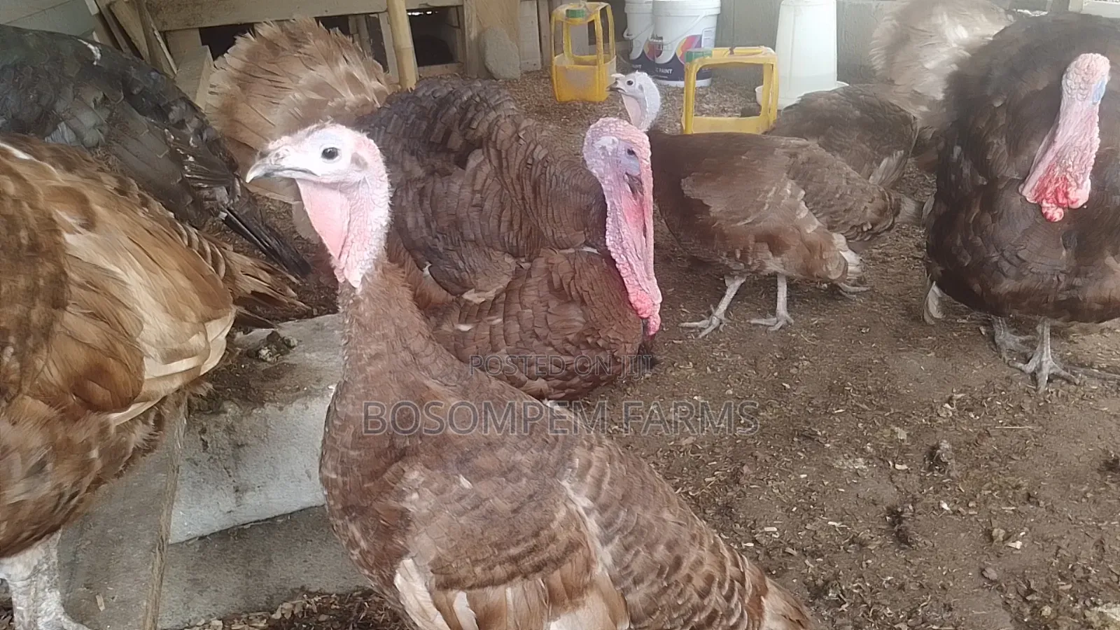 Most Profitable Turkeys Available on Sale