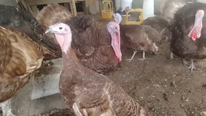 Most Profitable Turkeys Available on Sale