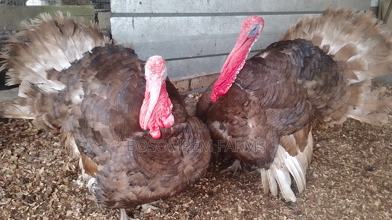 Most Profitable Turkeys Available on Sale