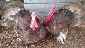 Most Profitable Turkeys Available on Sale