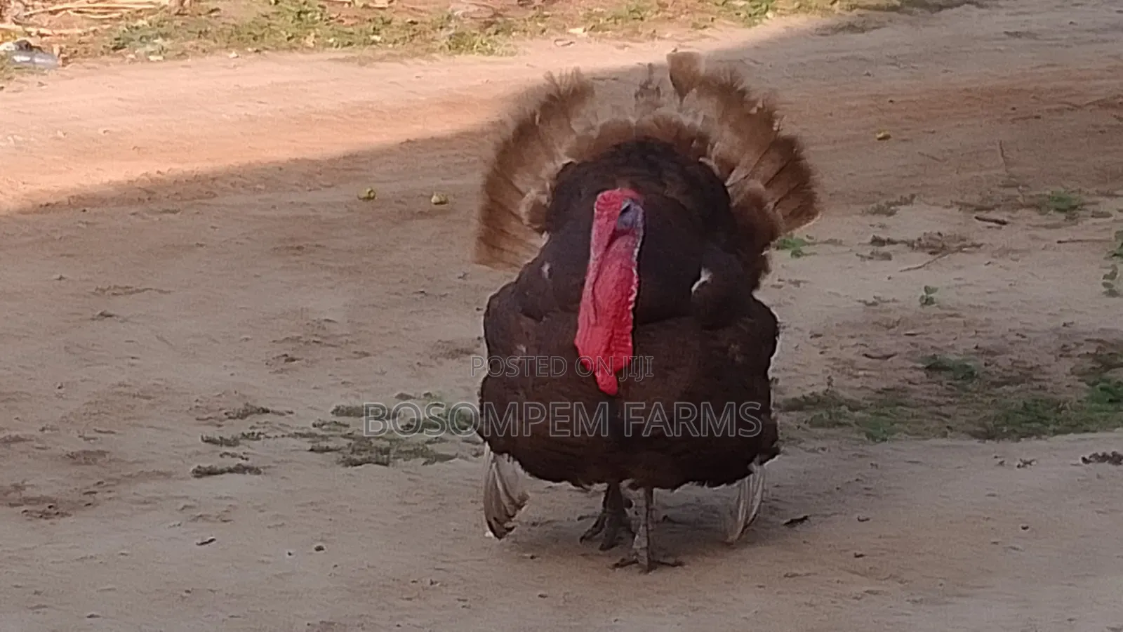 Most Profitable Turkeys Available on Sale