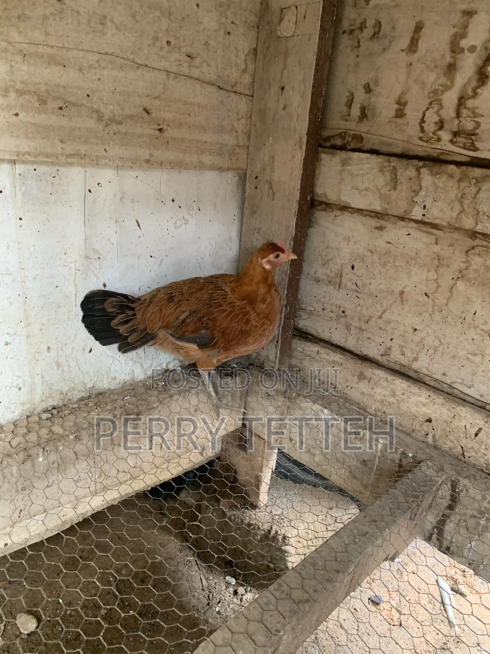 Local Fowls