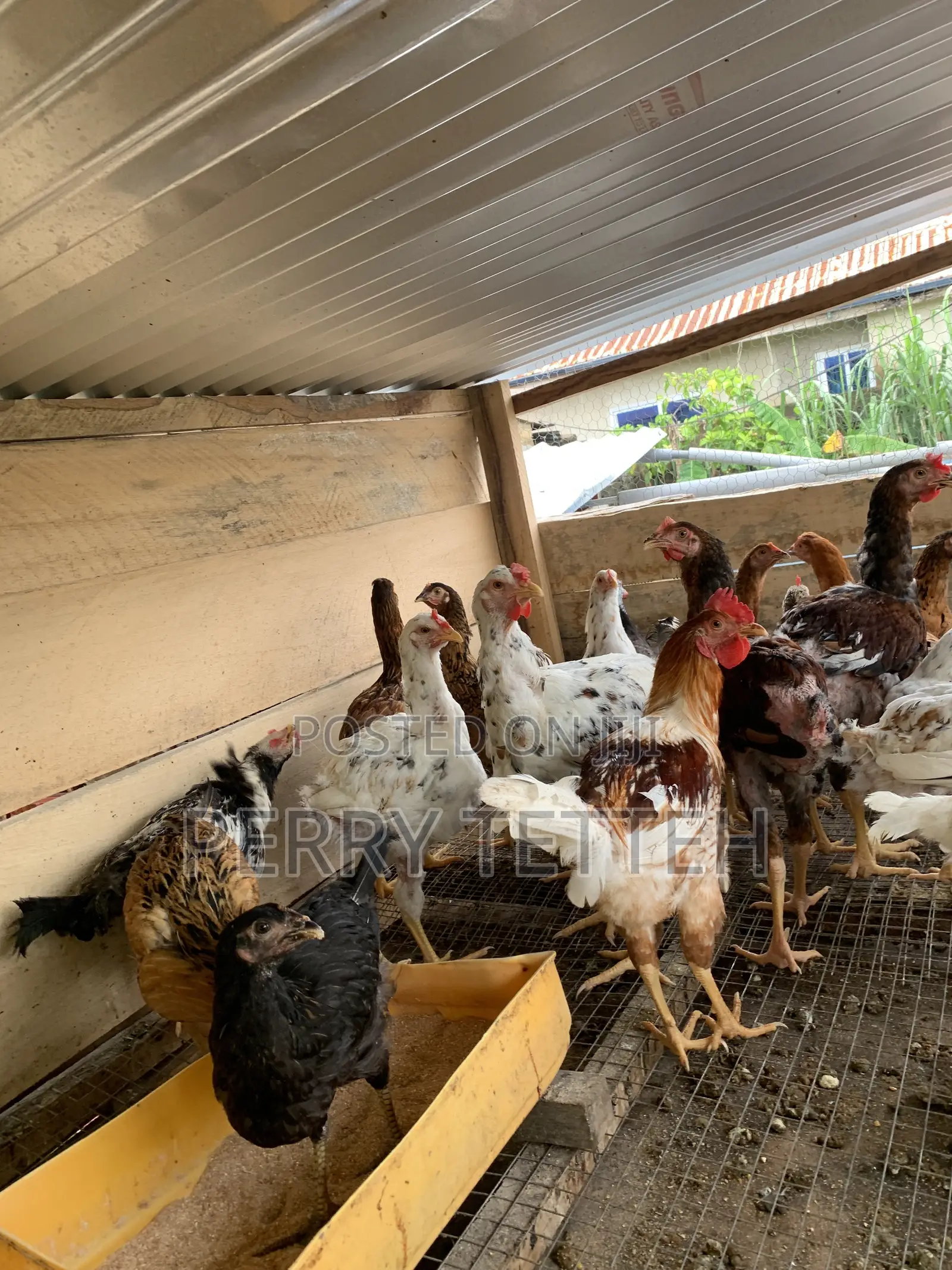 Local Fowls