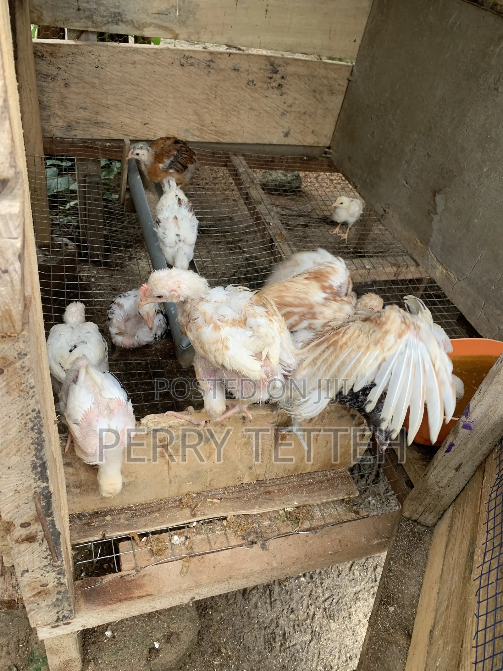 Local Fowls