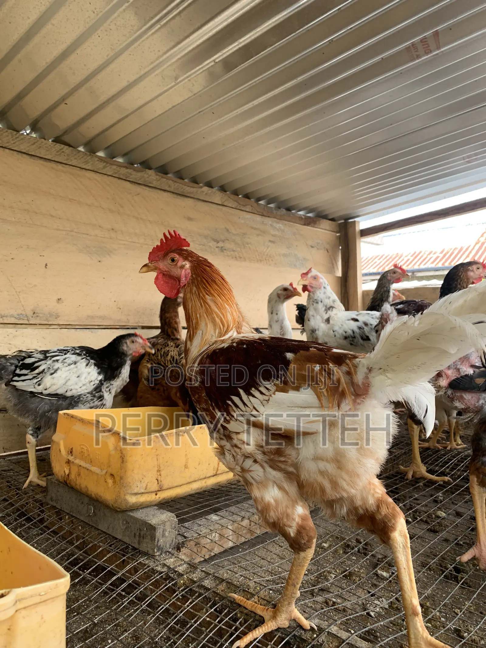 Local Fowls