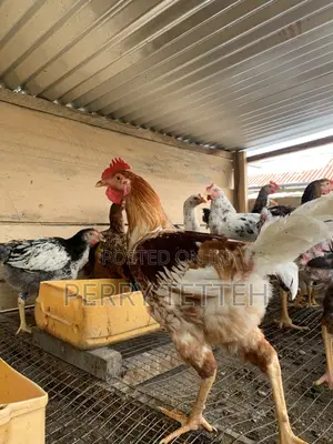 Local Fowls