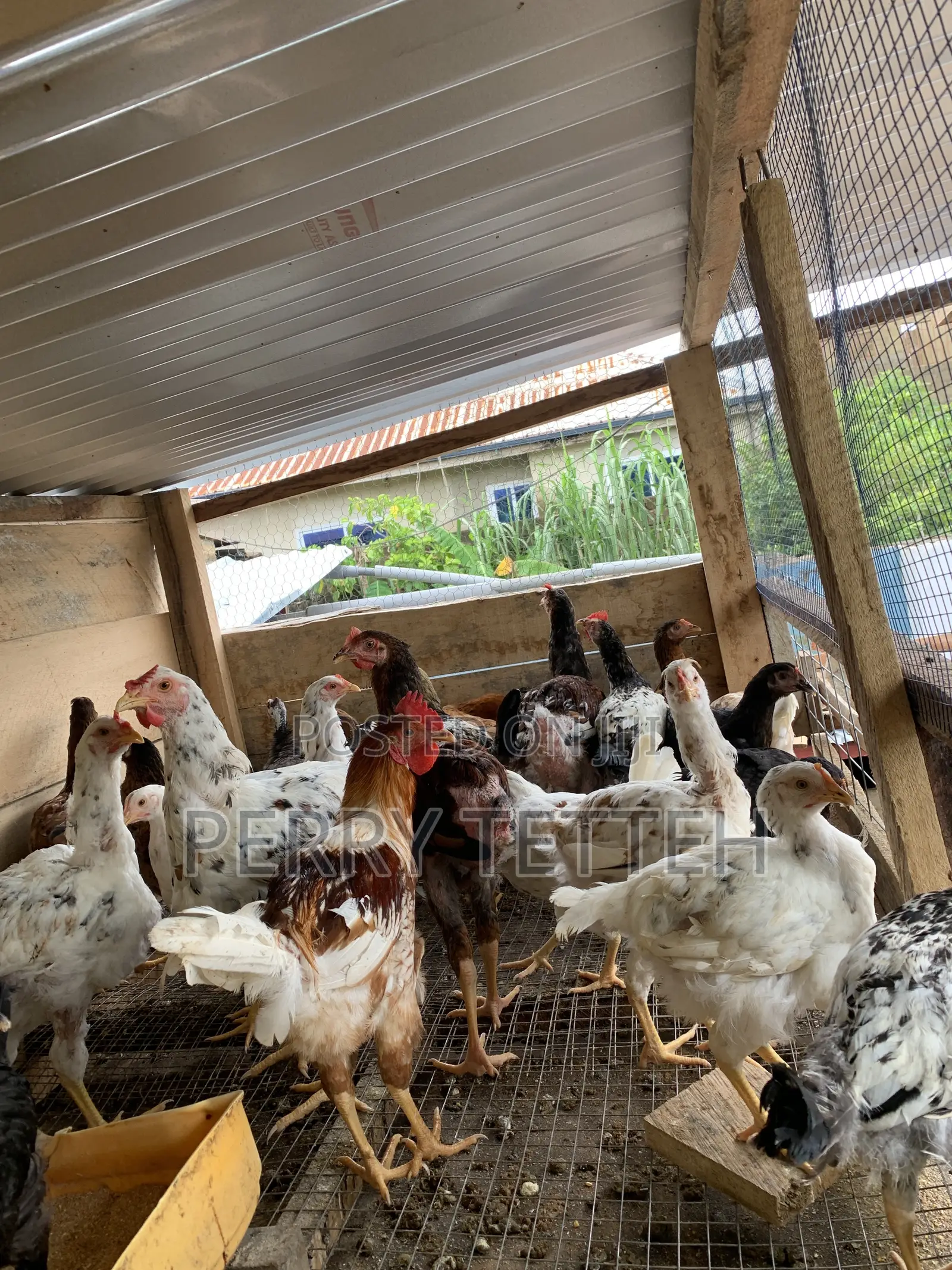 Local Fowls