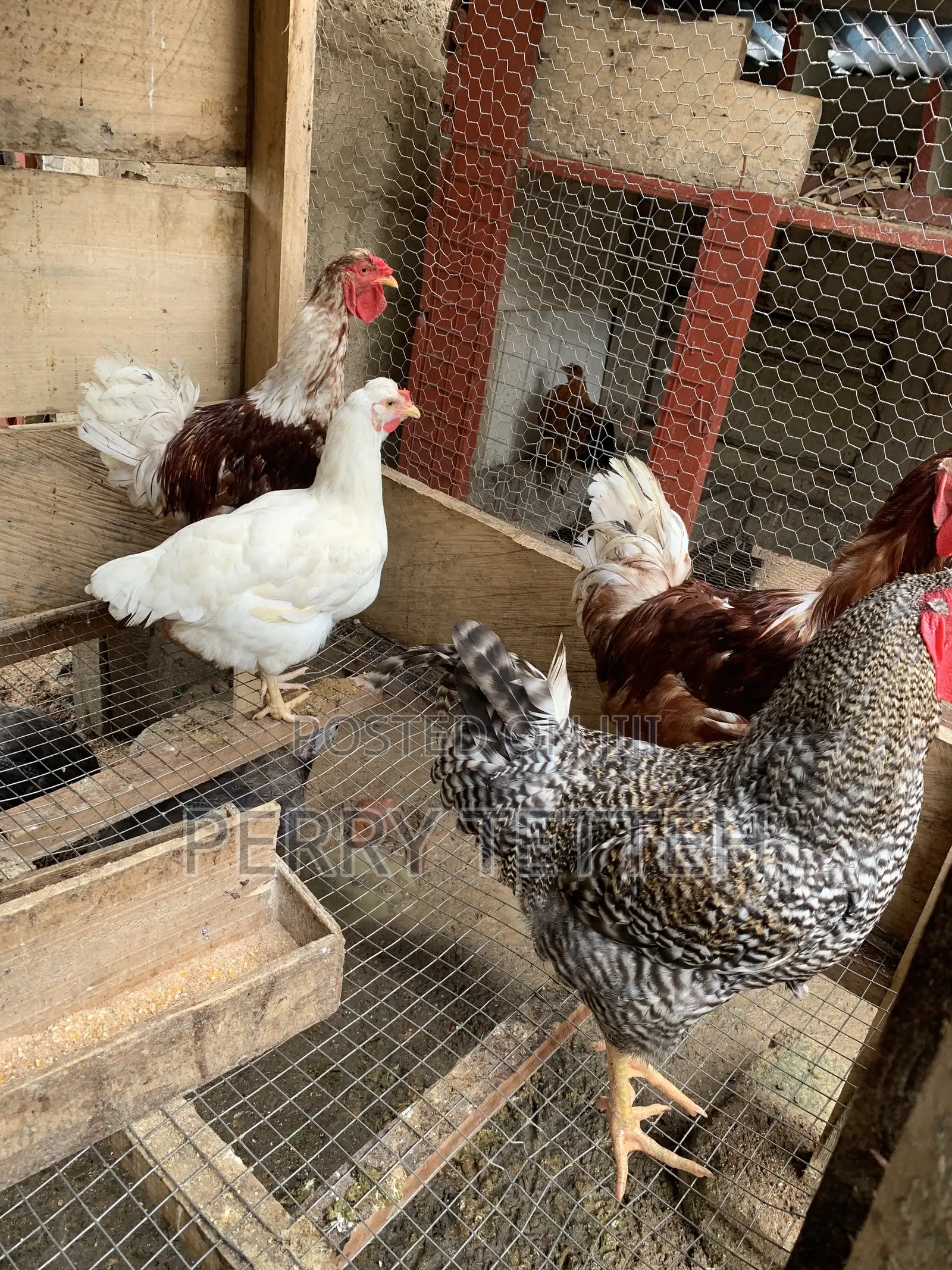 Local Fowls