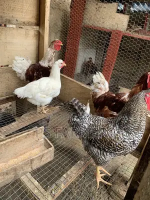 Matured Fowls