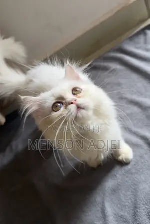 3-6 months Female Mixed Breed Persian