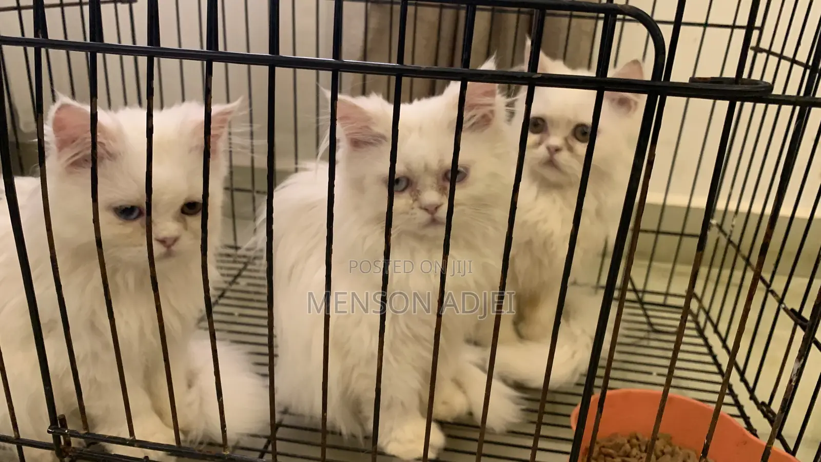 3-6 months Female Mixed Breed Persian