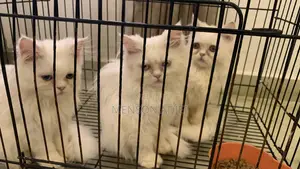 3-6 months Female Mixed Breed Persian
