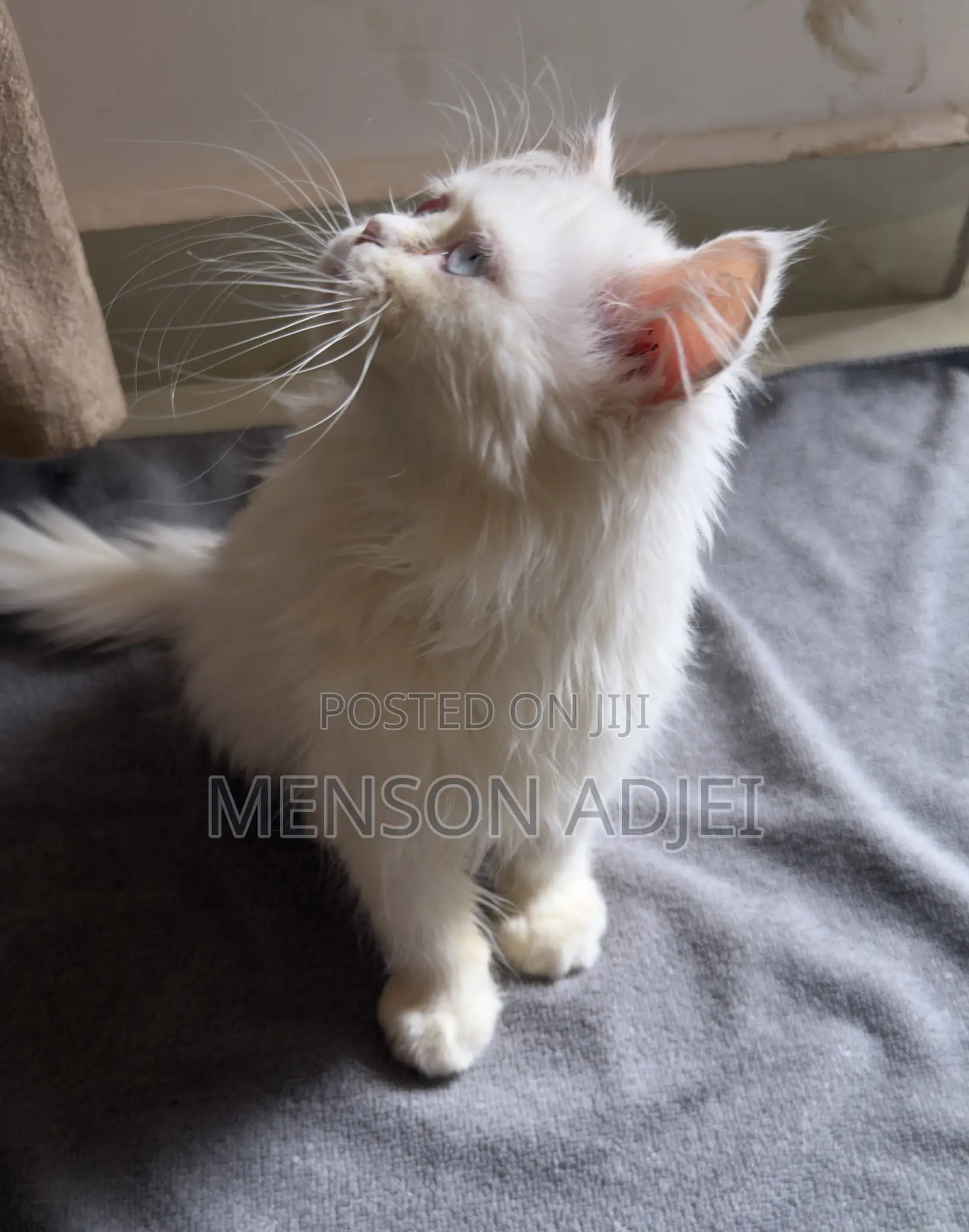 3-6 months Female Mixed Breed Persian