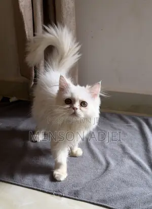 3-6 months Female Mixed Breed Persian