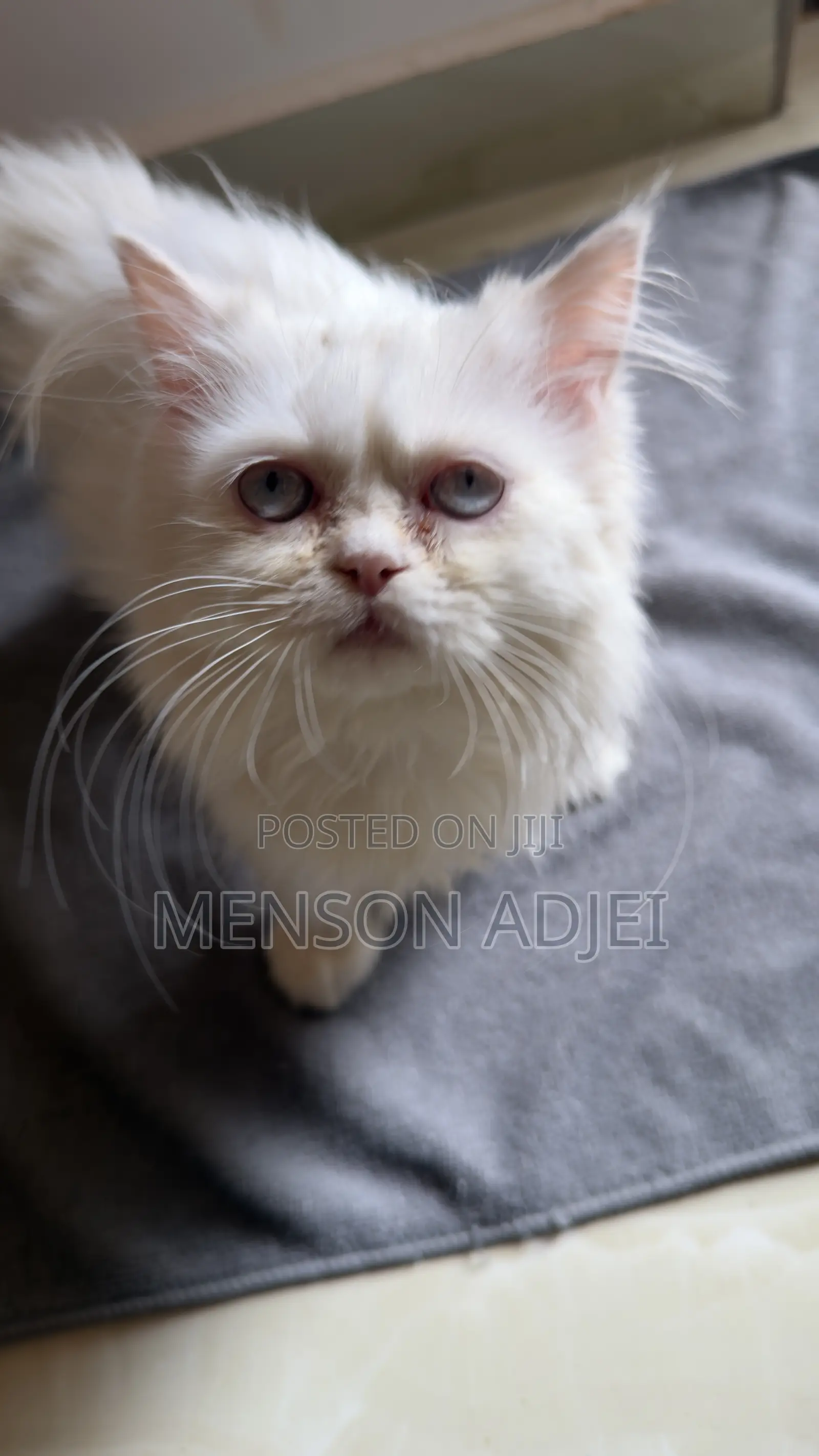3-6 months Female Mixed Breed Persian