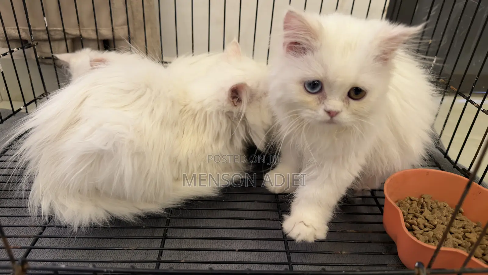 3-6 months Female Mixed Breed Persian